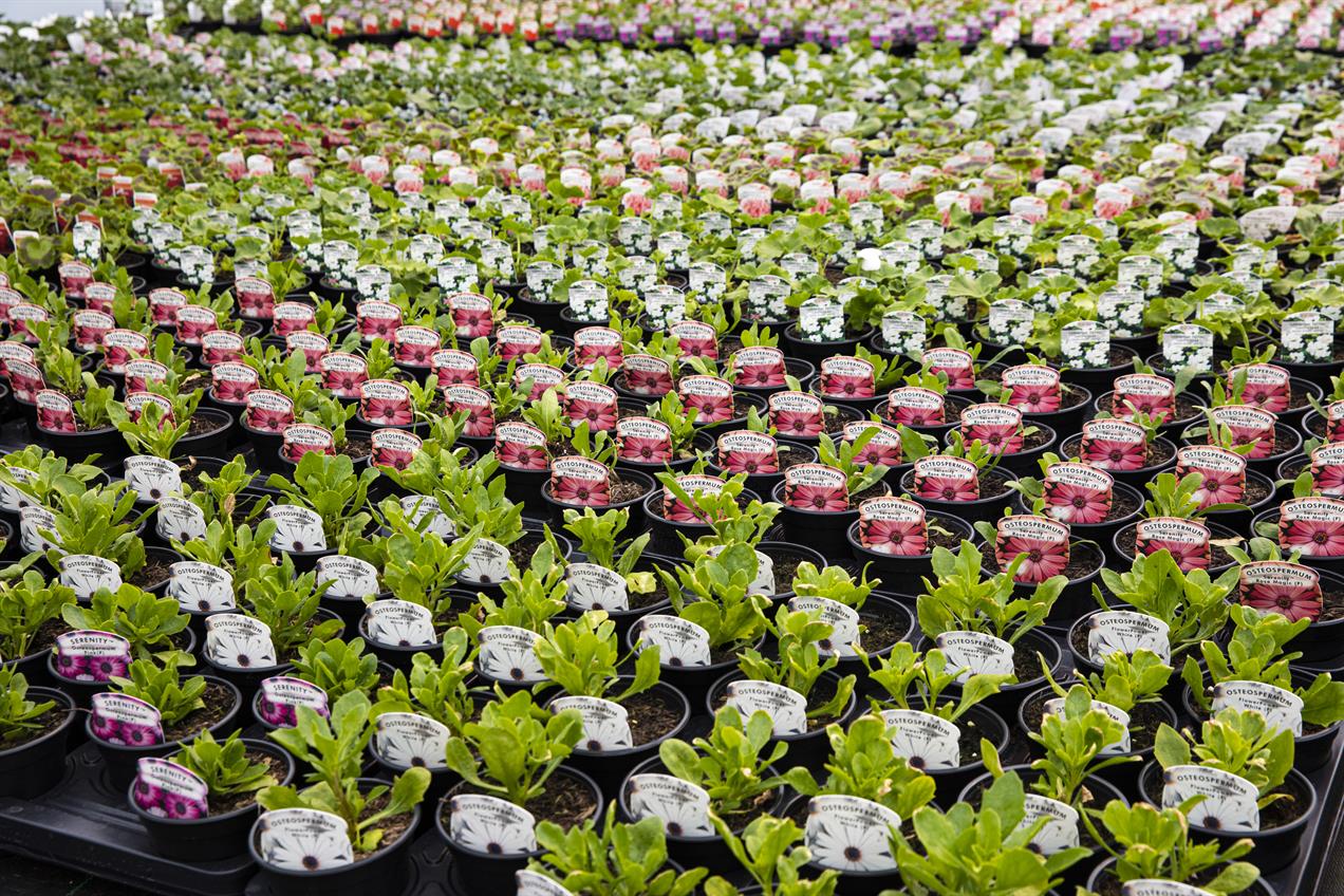 rows of small potted plants